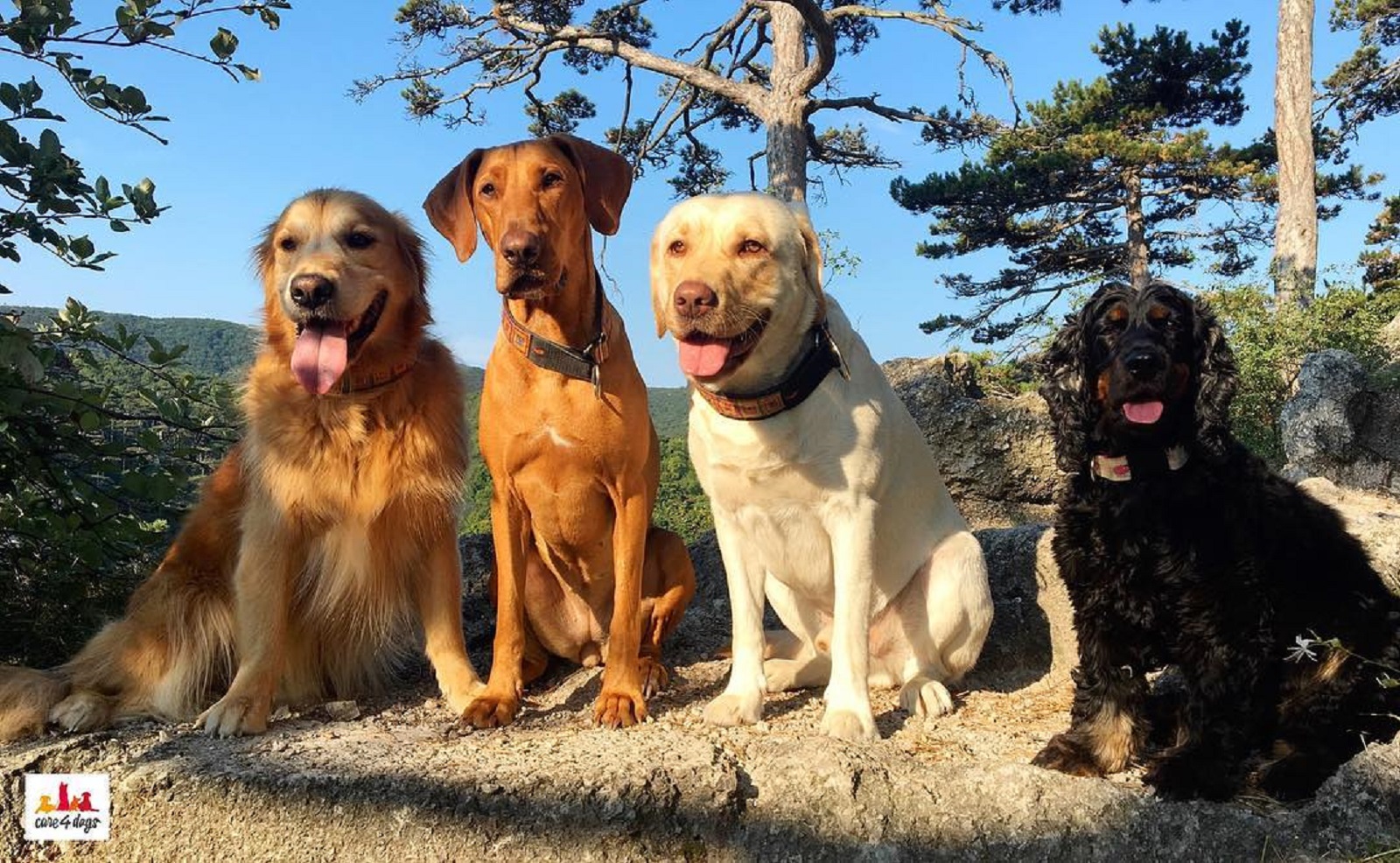 Vier Hunde bei einem gemeinsamen Ausflug auf einem sonnigen Waldplatz