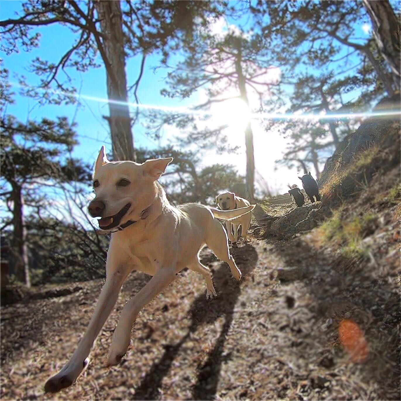 Hunde laufen gemeinsam über einen sonnigen Waldweg
